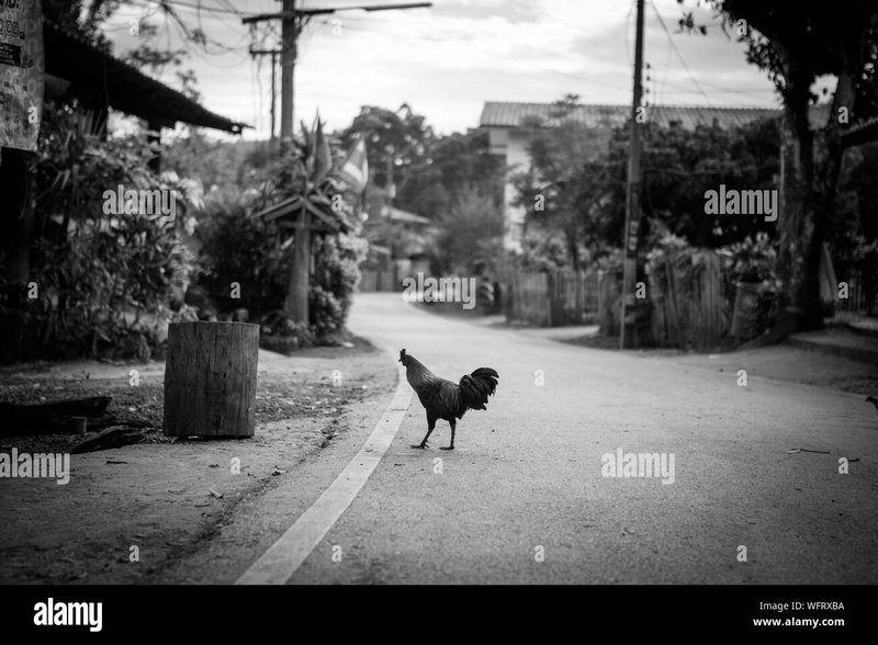 Discover chicken road gokkast